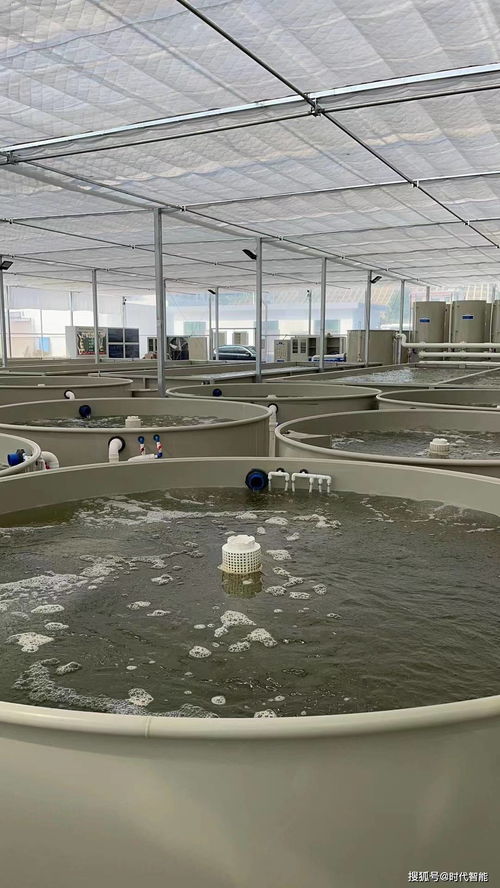 长辰渔业循环水养殖技术 工厂化高密度养殖的可行性分析与饲料策略探讨