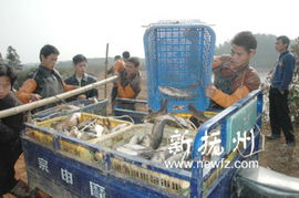 崇仁县 多措并举推动畜牧渔业与饲料产业协同发展