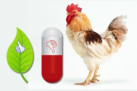 植物提取物饲料添加剂 畜牧行业21世纪的热门趋势